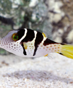 Saddle Valentini Puffer - Cá Nóc Chuột