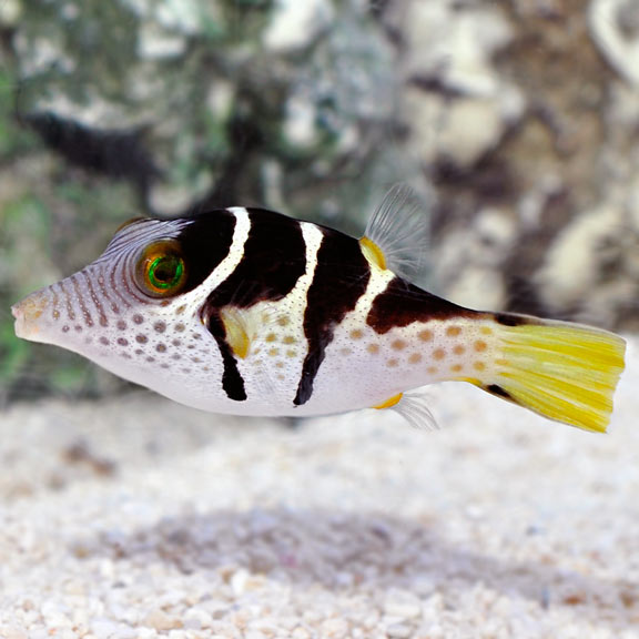 Saddle Valentini Puffer - Cá Nóc Chuột