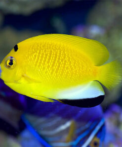 Cá Hoàng Yến - Flagfin Angelfish