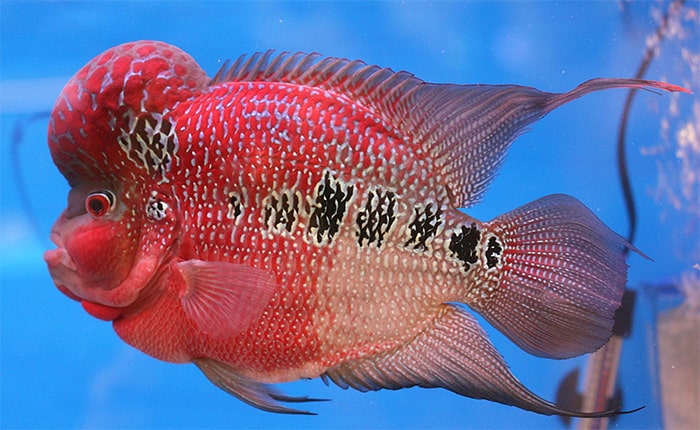cá la hán thái đỏ