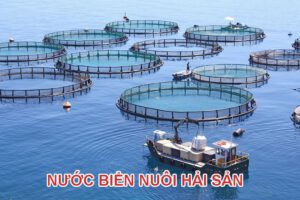 nước biển nuôi hải sản