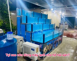 tại sao nên dùng máy lạnh cho hồ hải sản