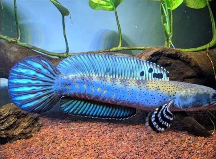 cá lóc hoàng đế