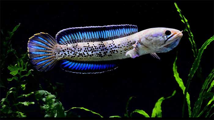 cá lóc tiểu hoàng đế