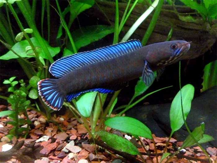 cá lóc vây xanh ninh bình