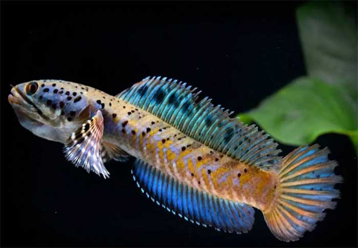 cá lóc pháo hoa đốm vàng