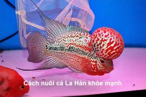 Cách nuôi cá La Hán khỏe mạnh